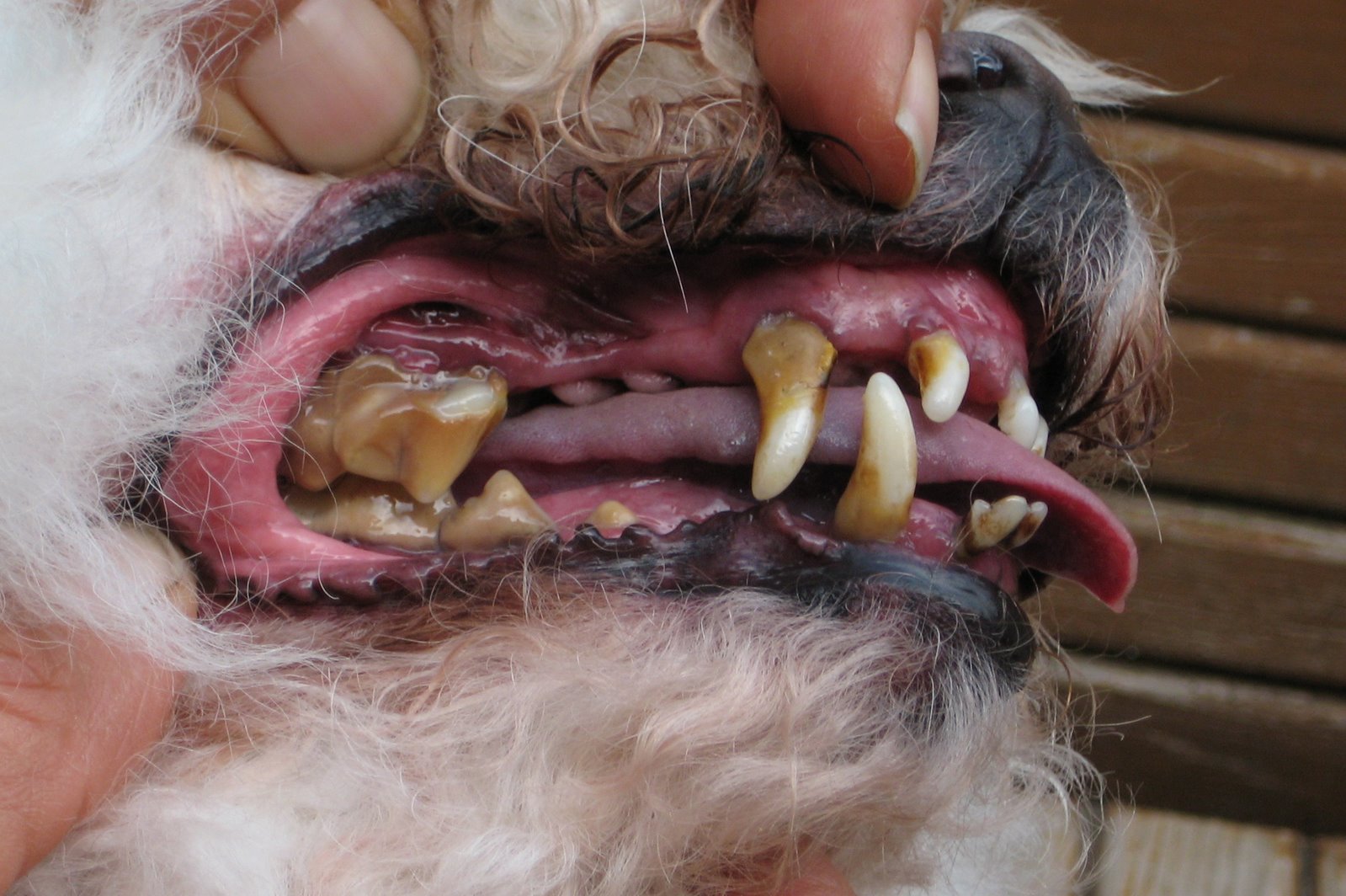 what can i give my dog for gum disease