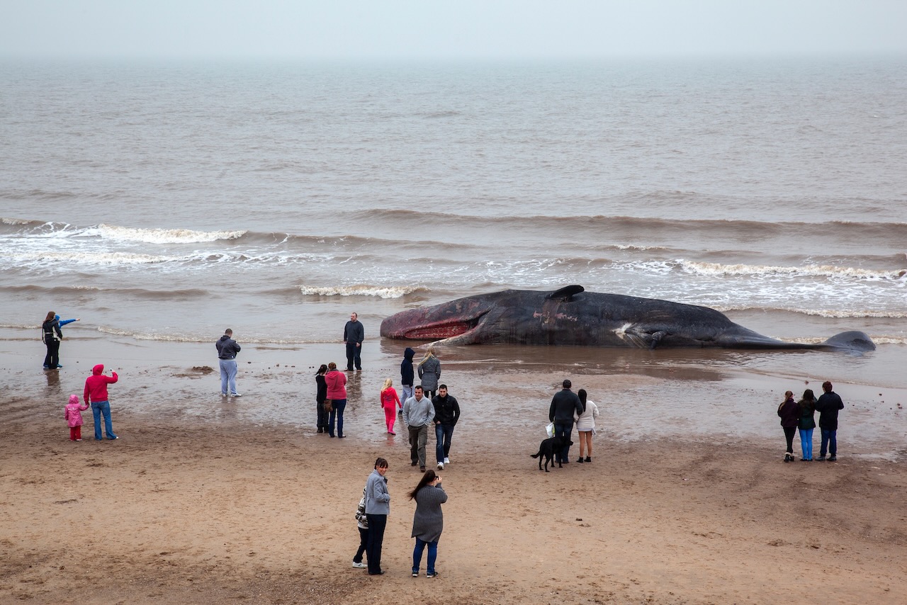 Dead sperm whale washed up on Skegness beach