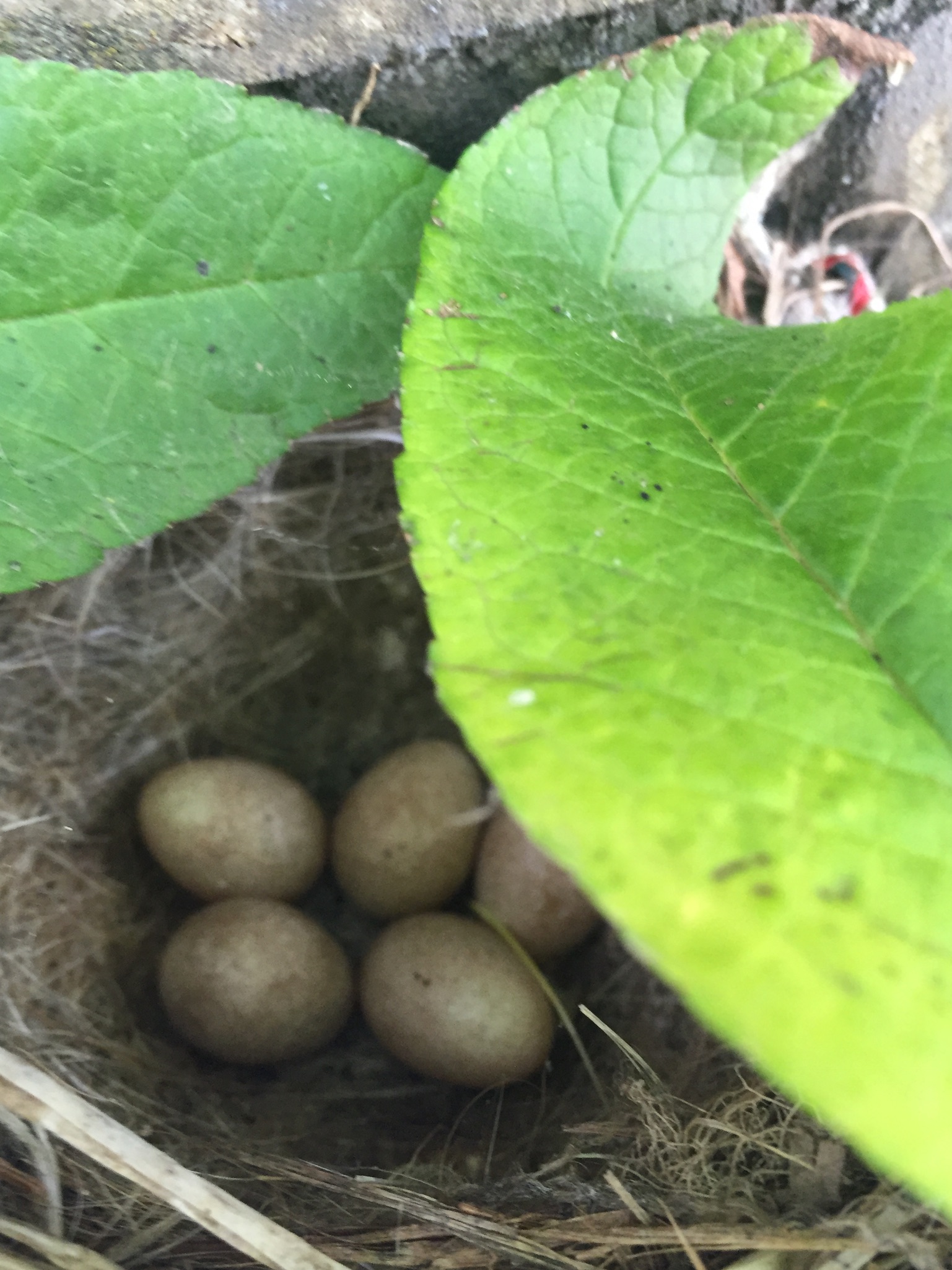 Eggs from a Grey Wagtail. Regular resident of The Studio.