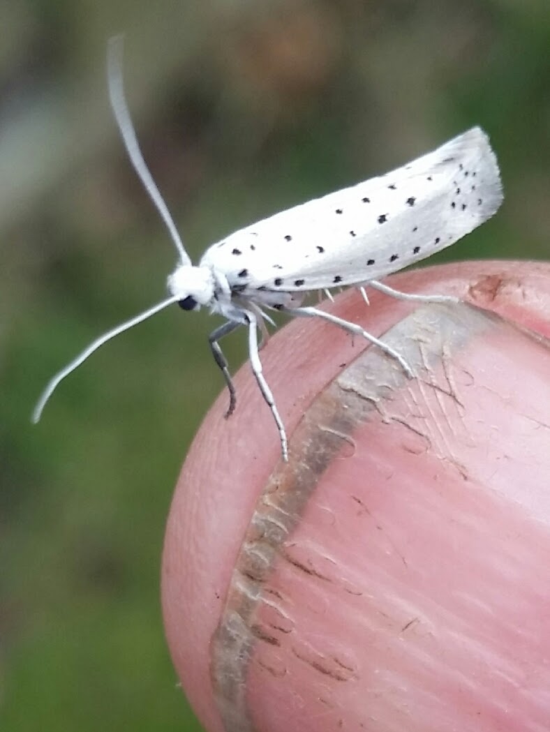 This is an Ermine moth, one of the tent forming caterpillars that can be found on apple trees