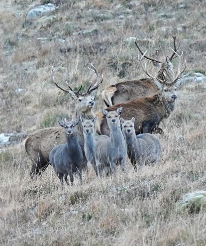 Red stags, sika hinds & pricket