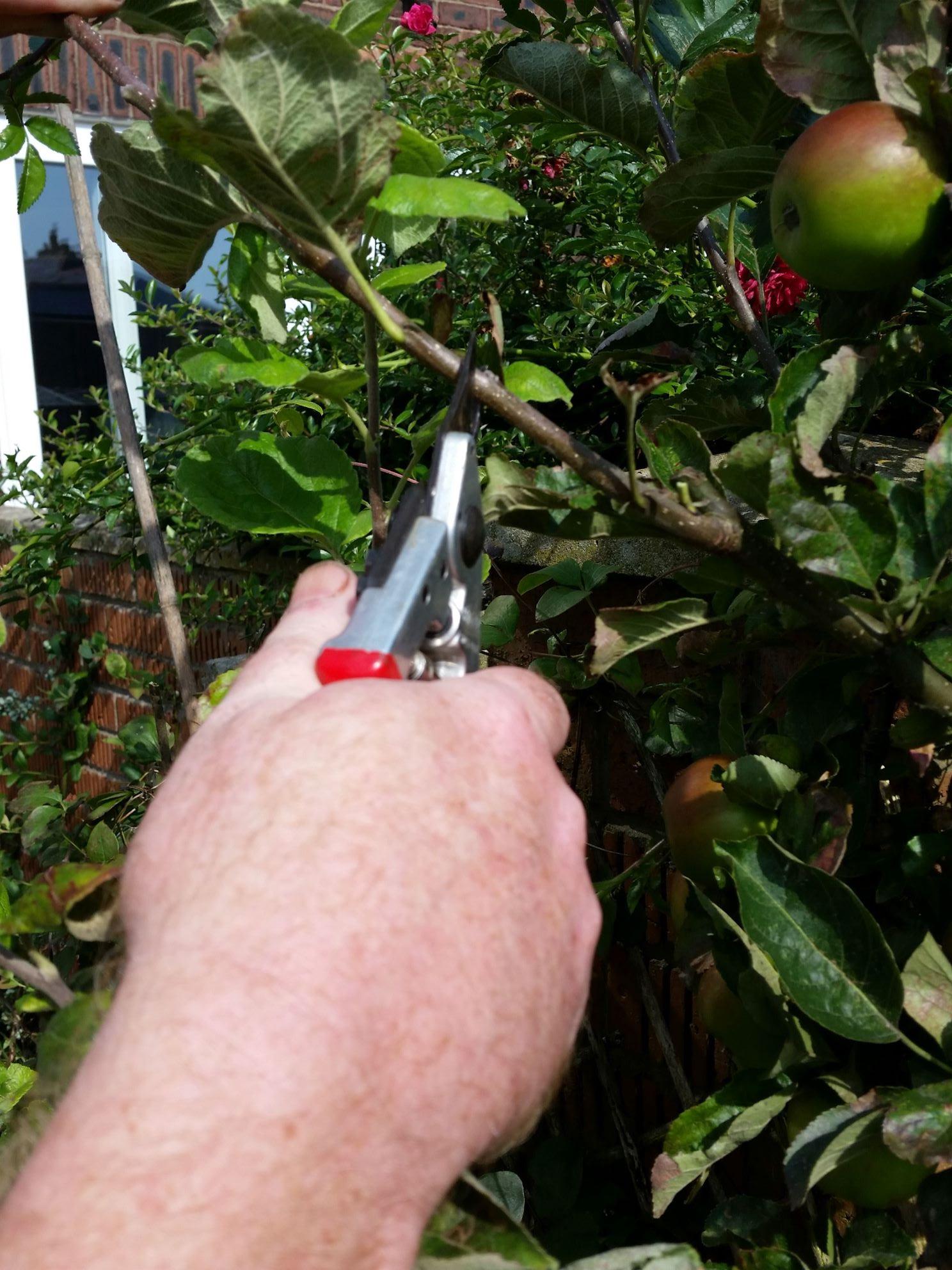 Here summer pruning to maintain the shape of this trained apple tree
