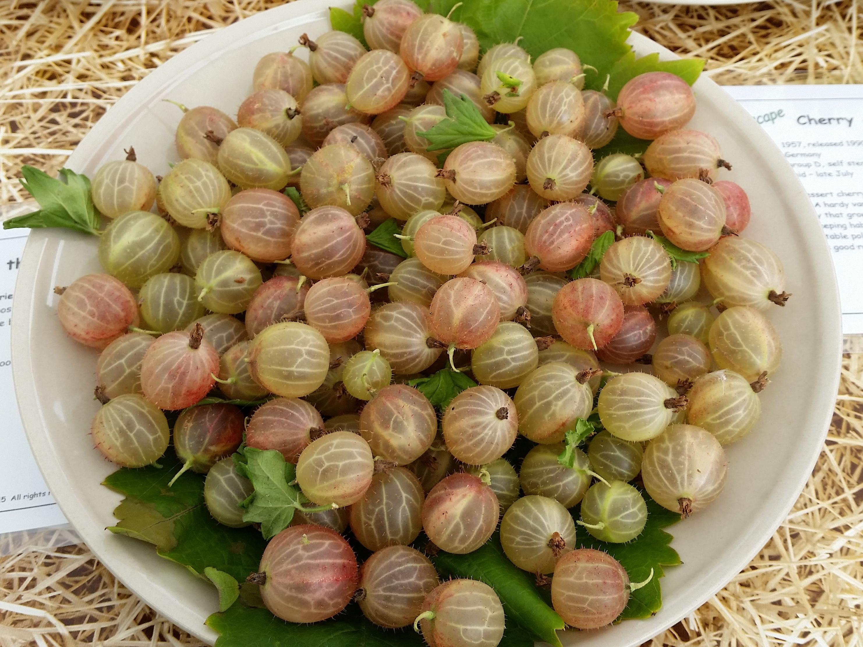 Gooseberries not have to be tart, these are sweet and can be enjoyed without cooking