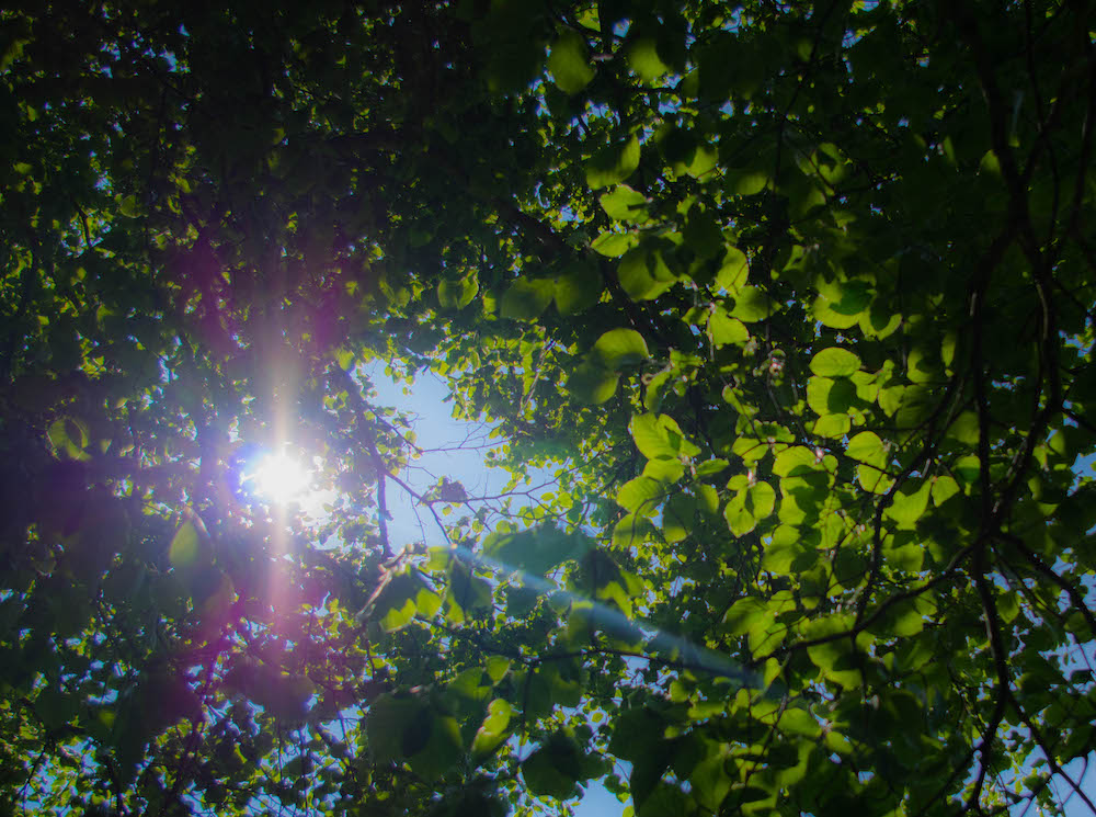 Sun through beech tree