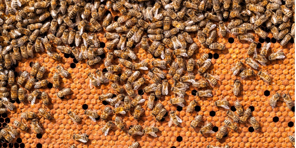 bees-broods-hardworking-on-honeycomb-in-apiary-picture-id598807098jpg