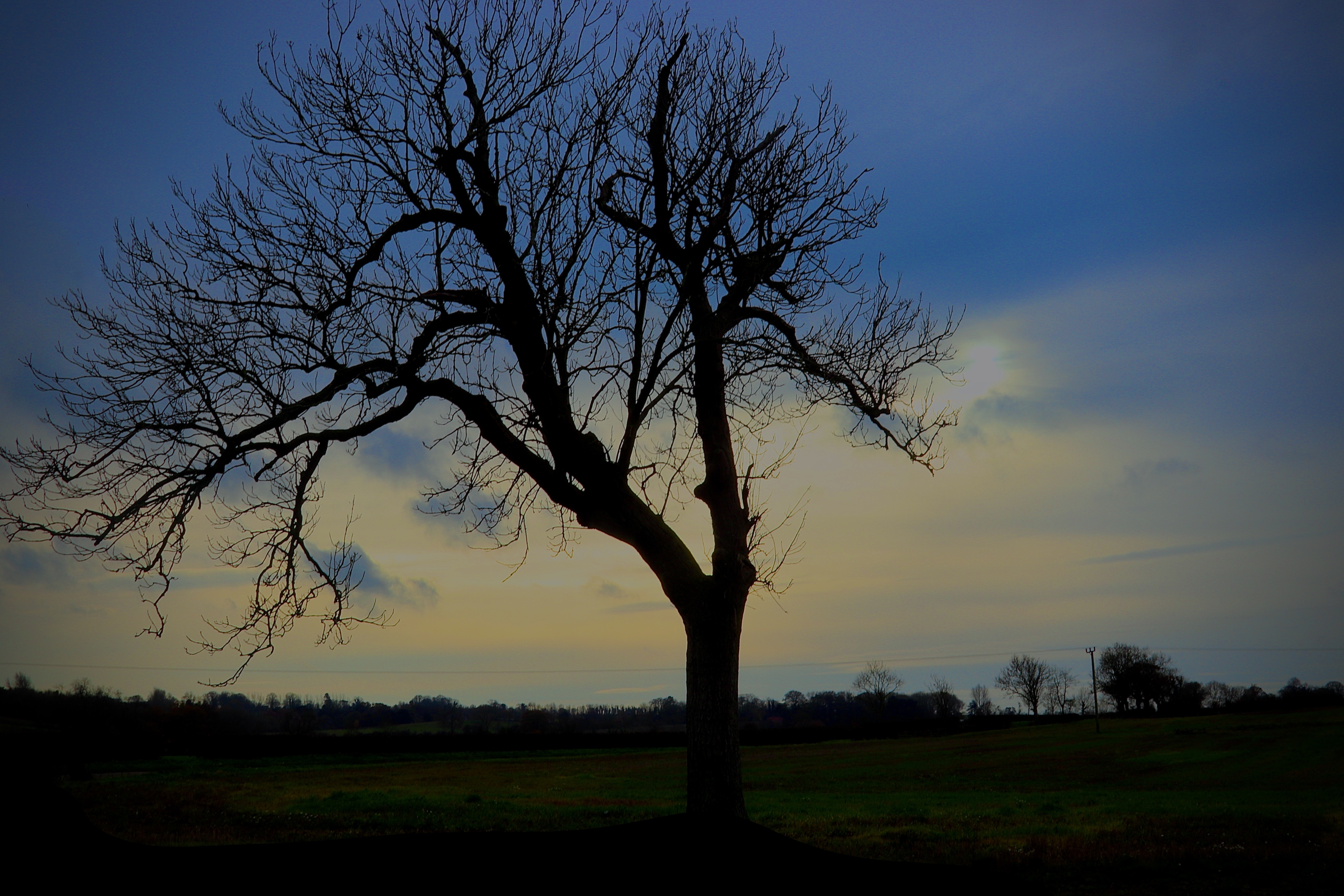 Trees of  Lincolnshire Wolds wintertime