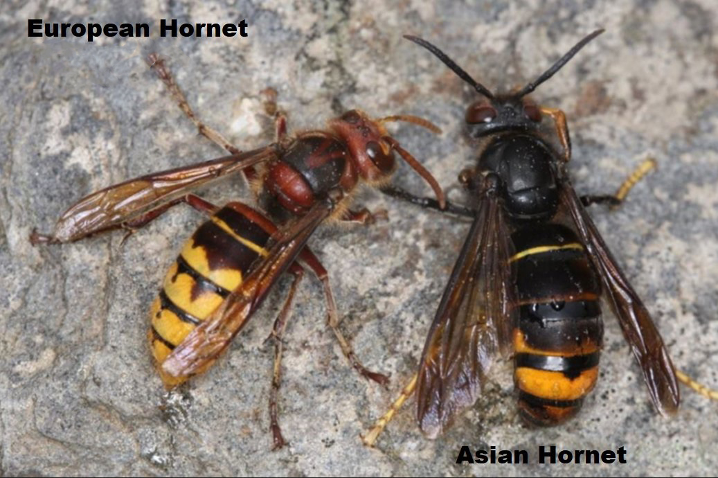 Asian Hornets 002jpg