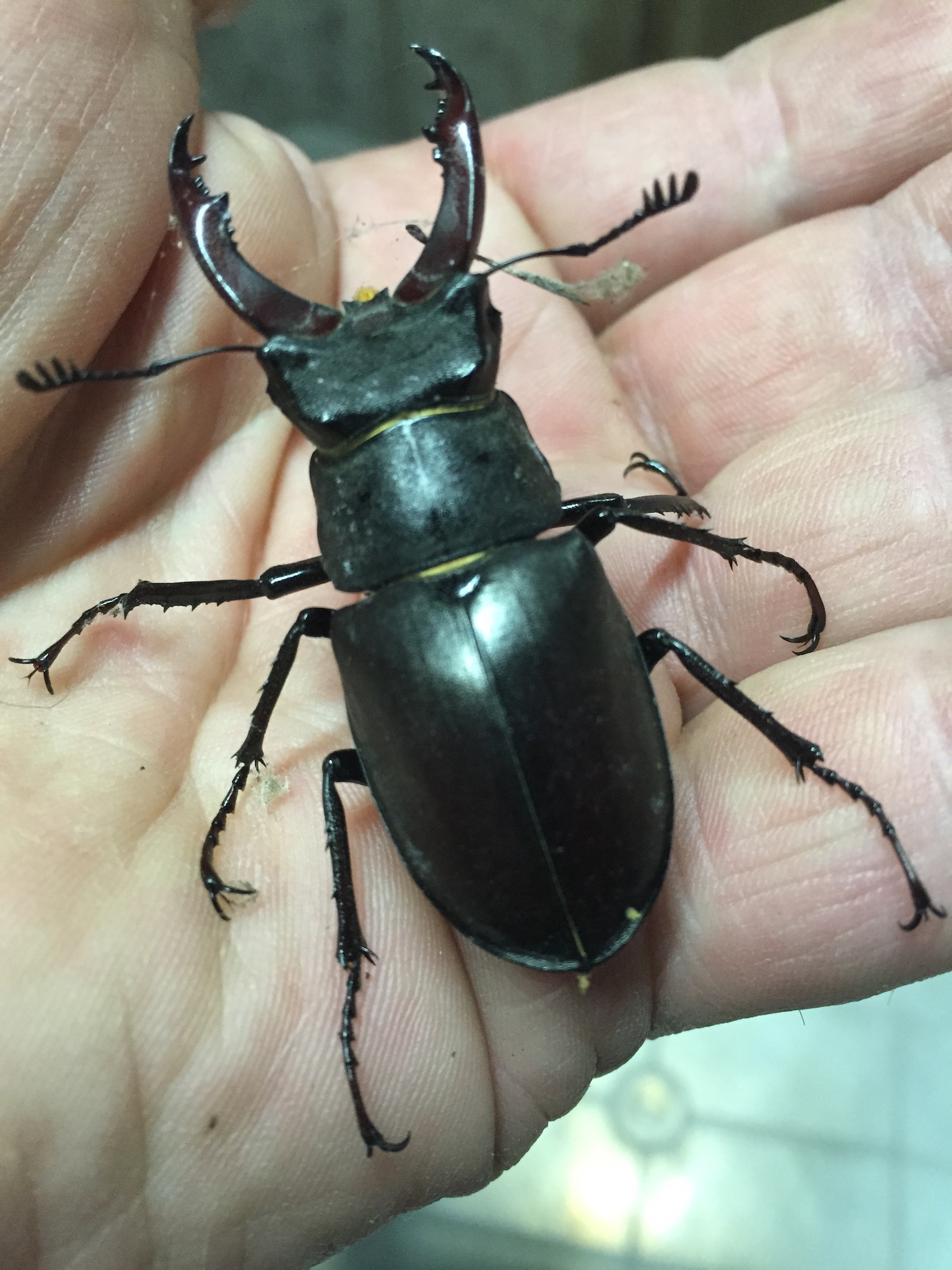 Male Stag Beetle from our  Sanctuary at The Studio