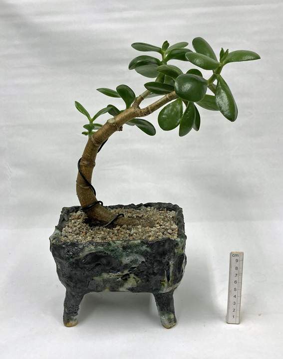 hand built stoneware with jade plant