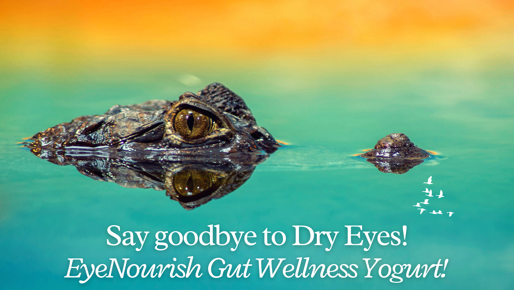 Introducing EyeNourish Gut Wellness Yogurt - Your Solution to Dry Eyes!