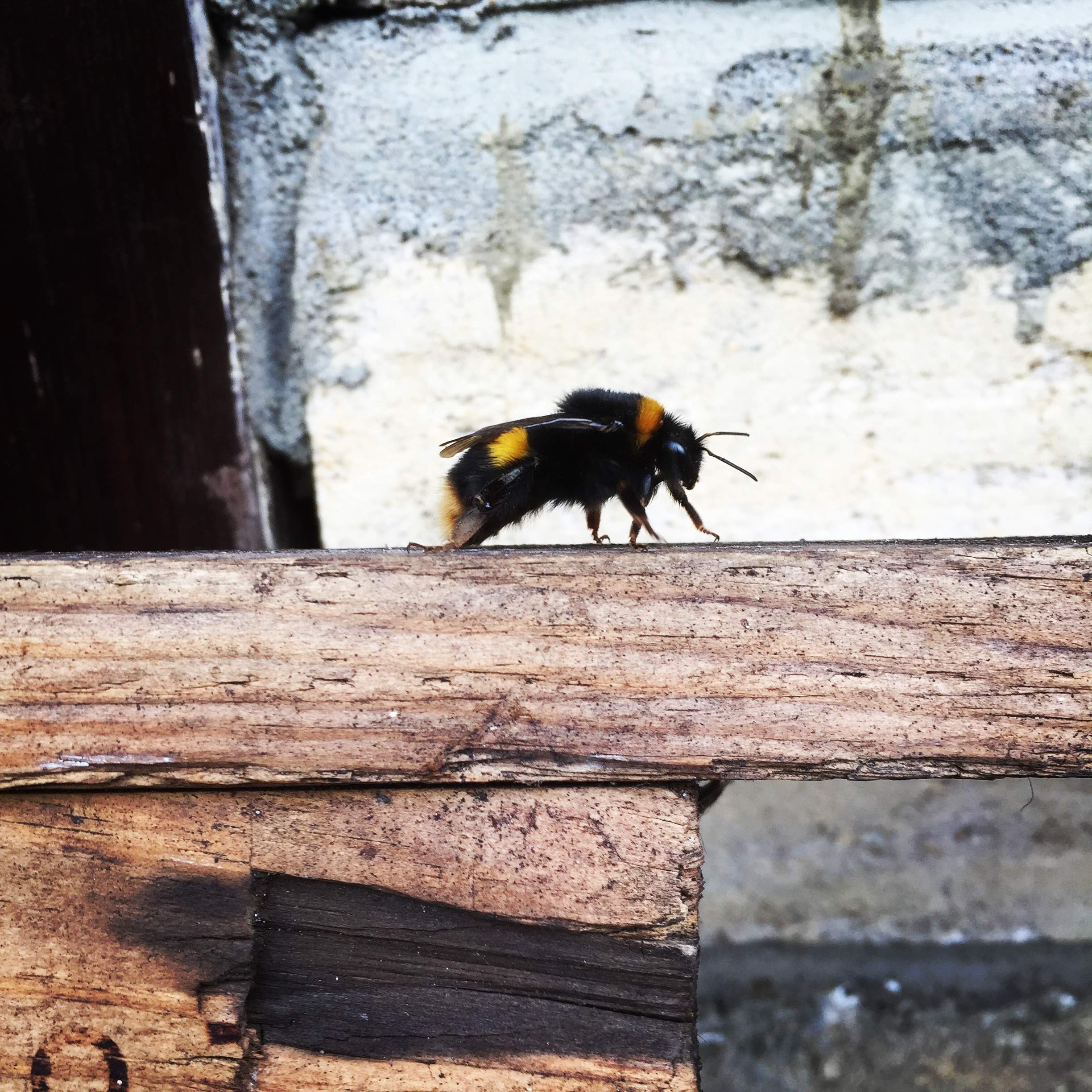 Queen Bumble Bees hibernate in our workshops over Winter