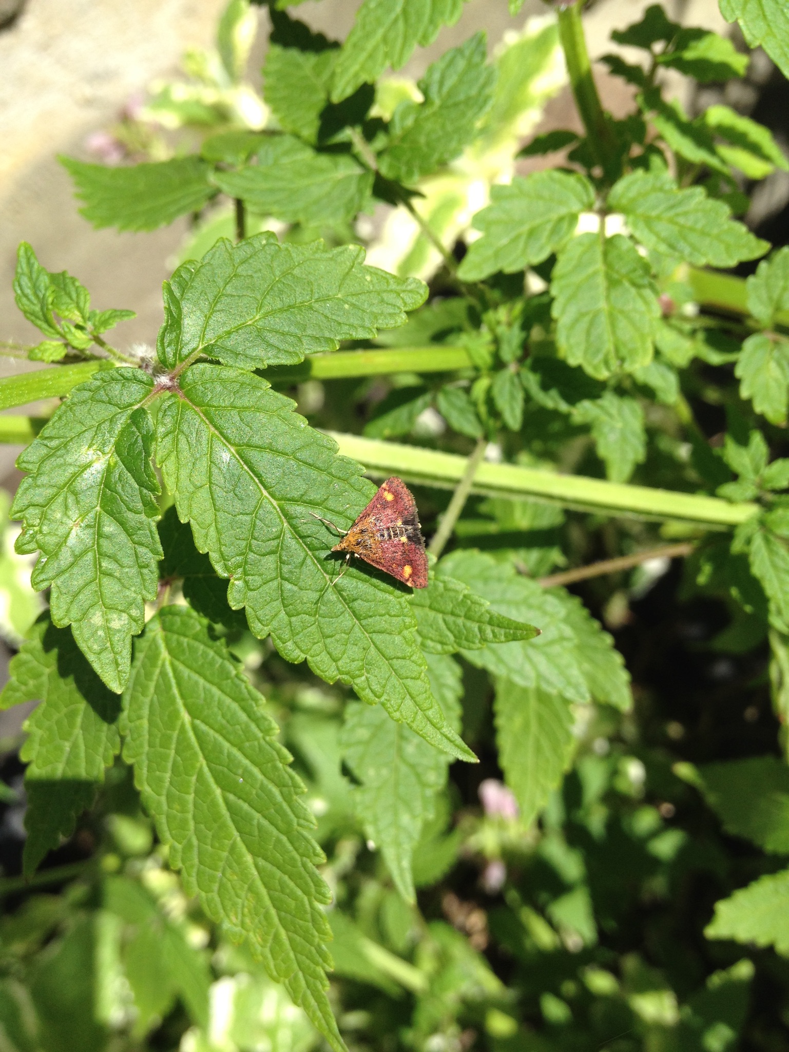 Mint Moth on our Cedronella Canariensis in a Car Tyre Planter