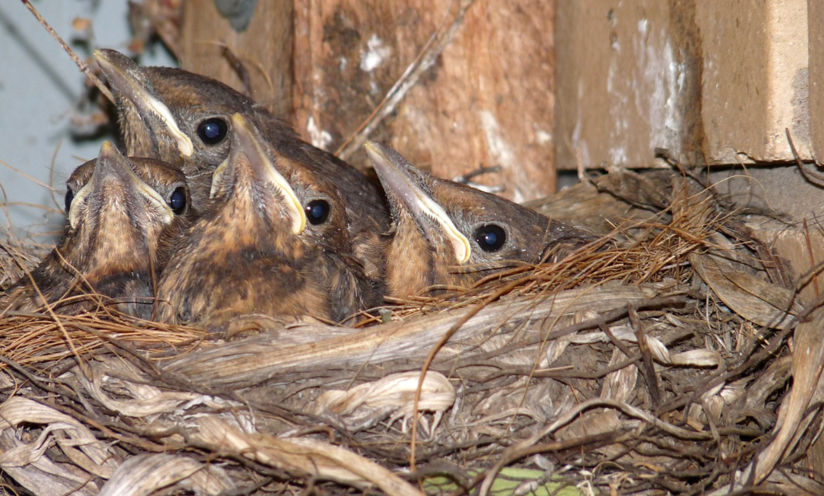 Regular nesting residents.