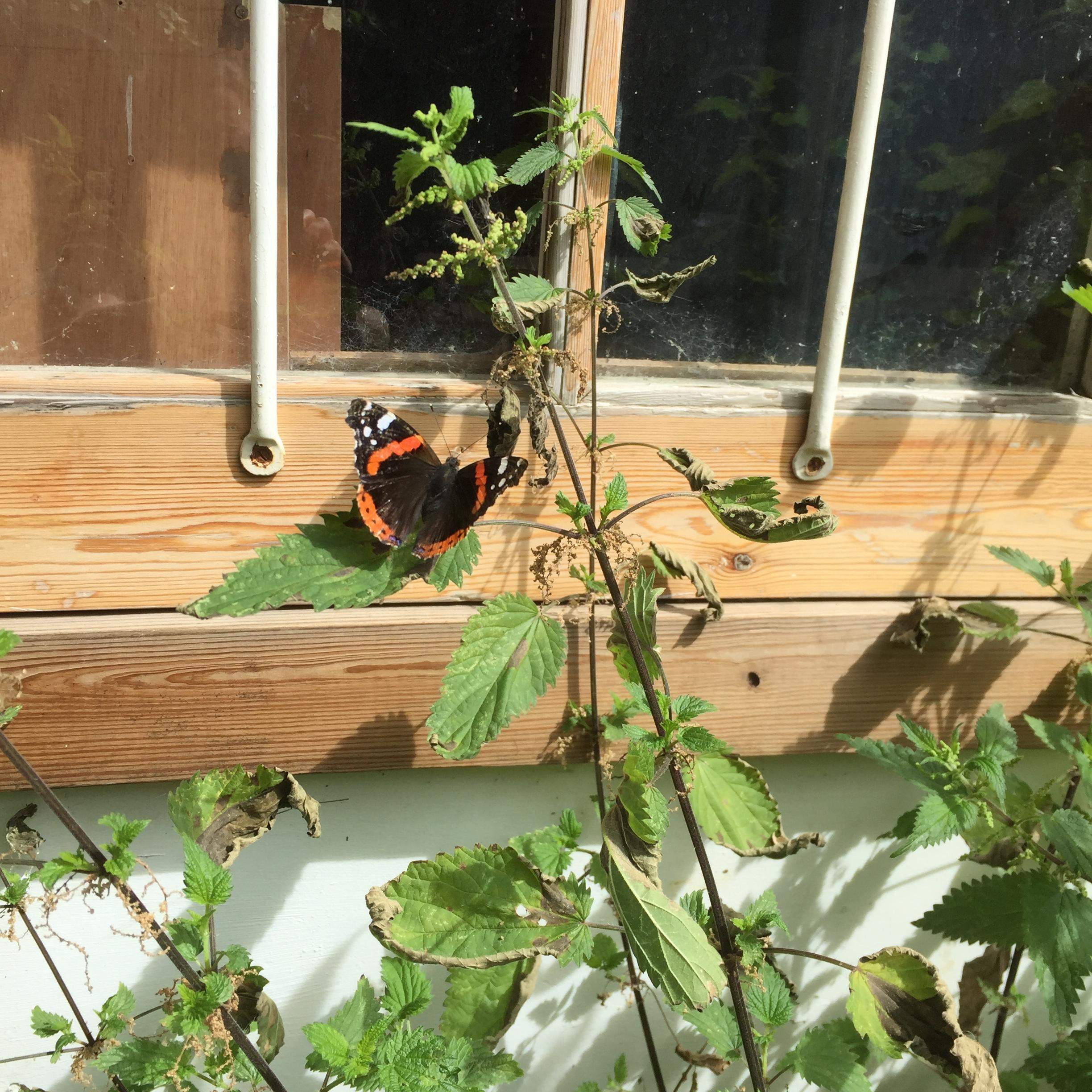 Another Red Admiral breeding on nettles planted in Waste Bins