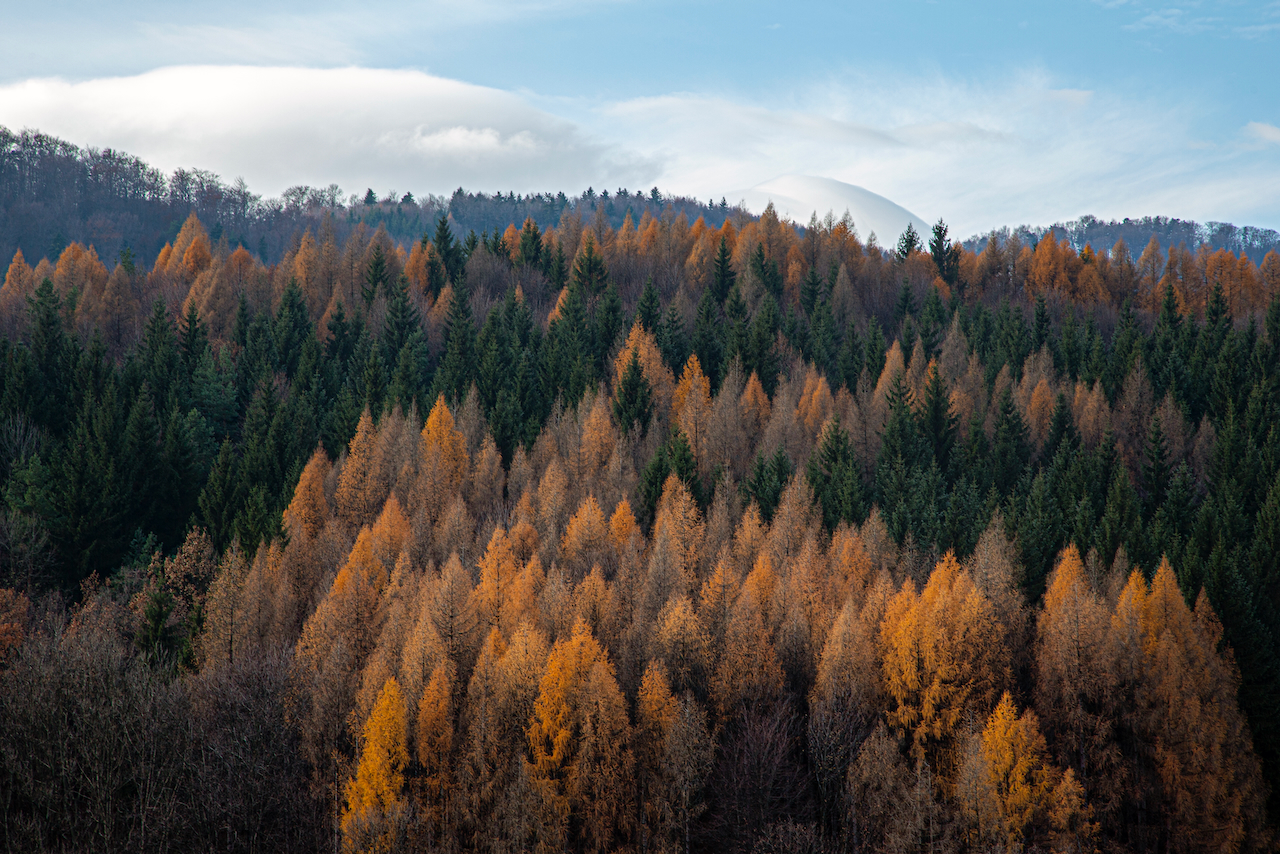 Slovakian Forest