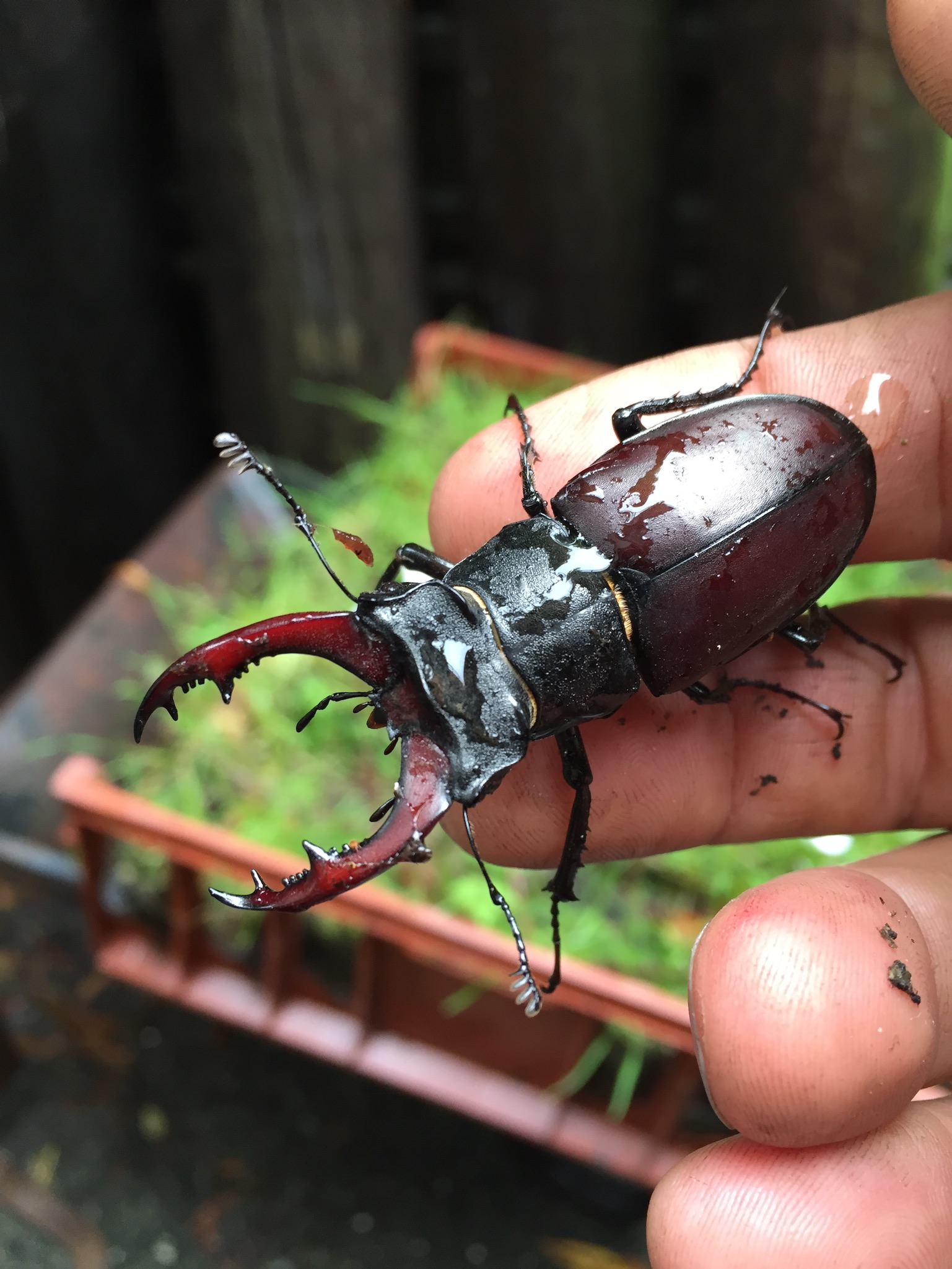 Colour variants of a Male Stag Beetle