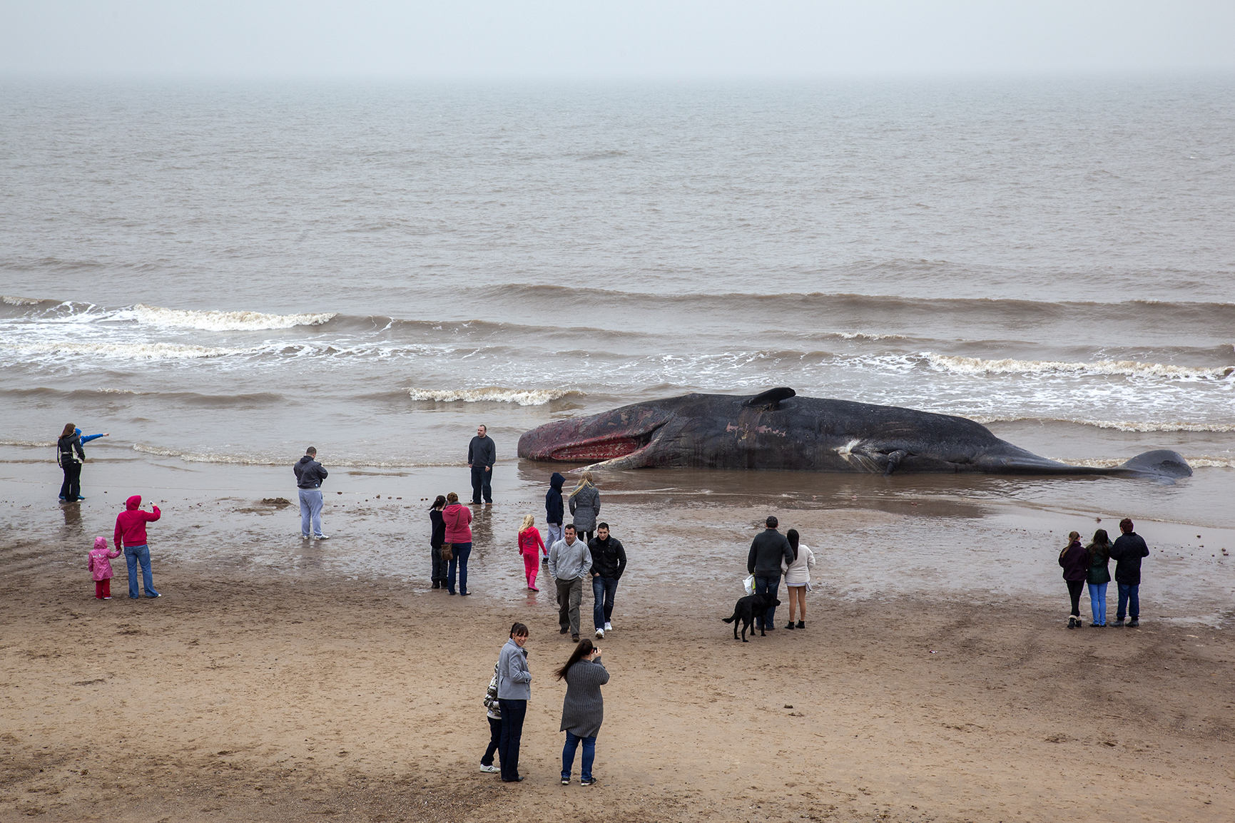 Dead Sperm Whale in Skegness
