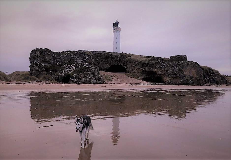 Fen enjoying the low tide at Lossiemouth Beach