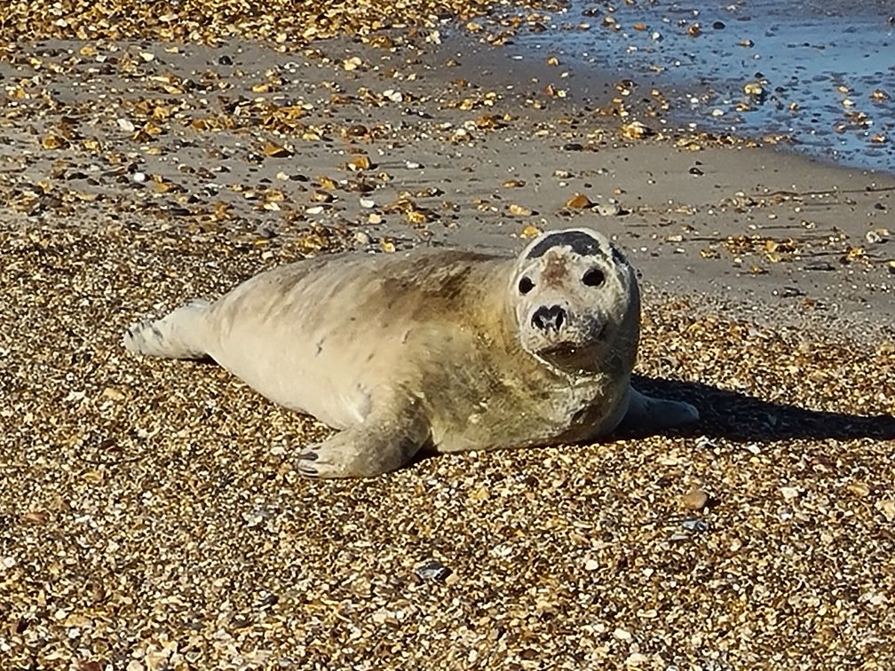 Weymouth beach seal