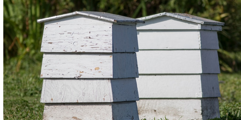 pair-of-white-painted-wooden-beehives-picture-id843477152jpg
