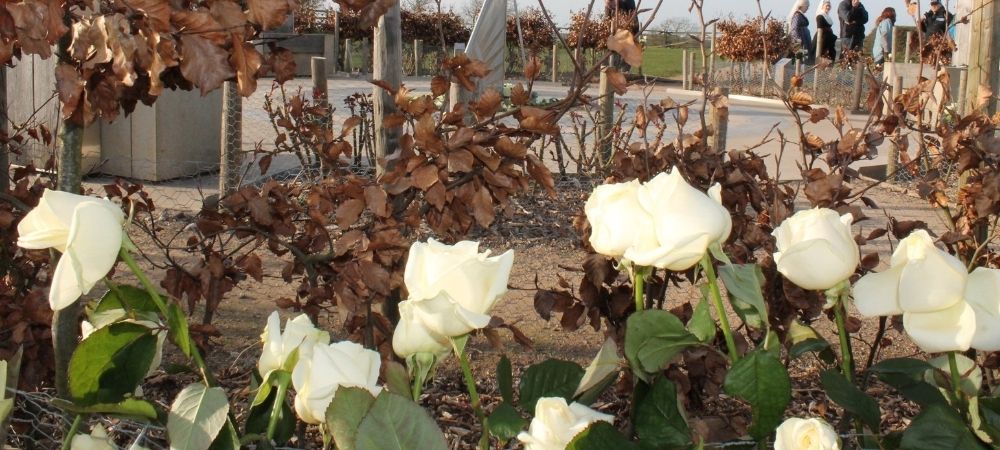 King Richard III white roses