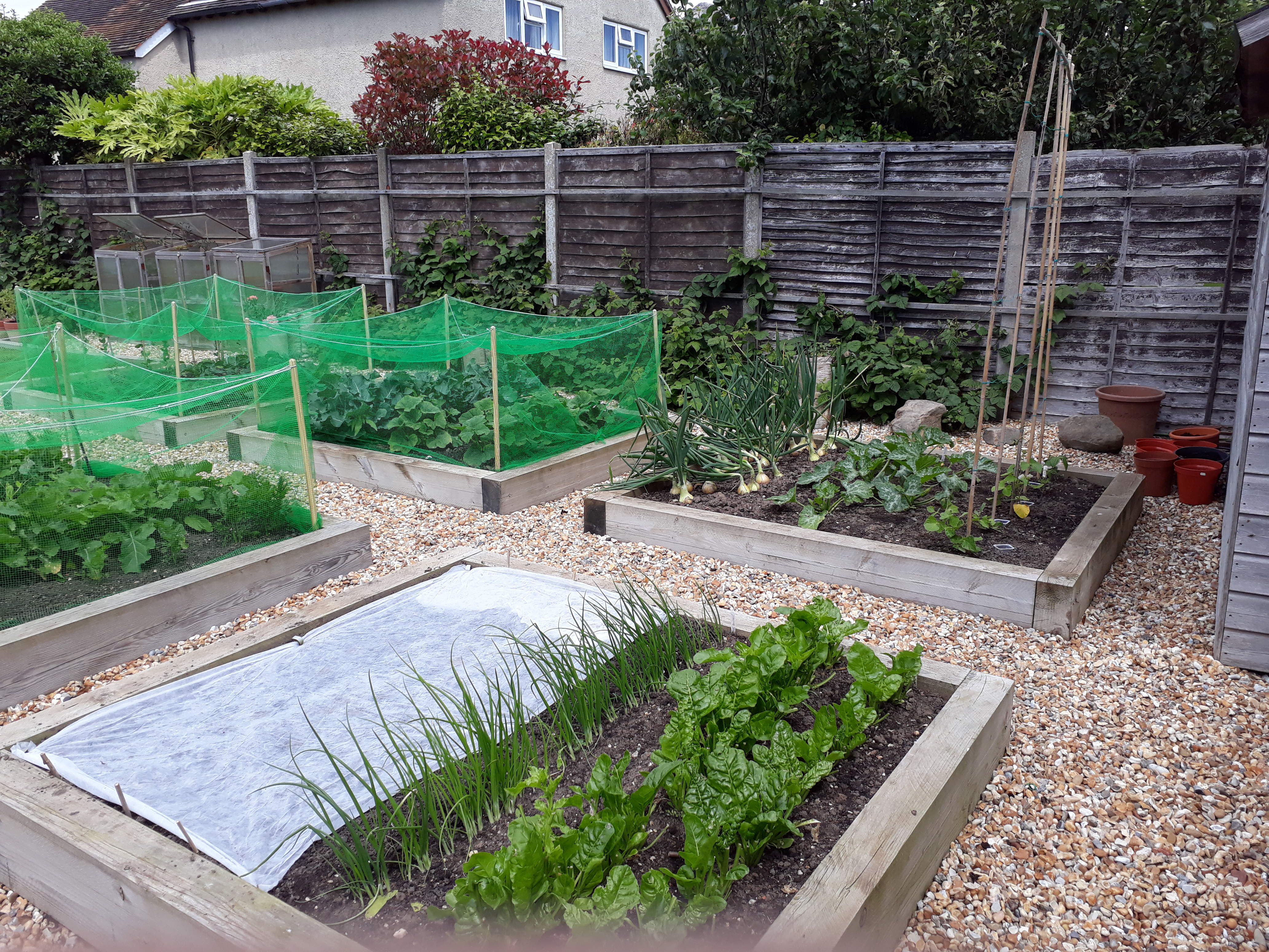 Raised Vegetable Beds in June