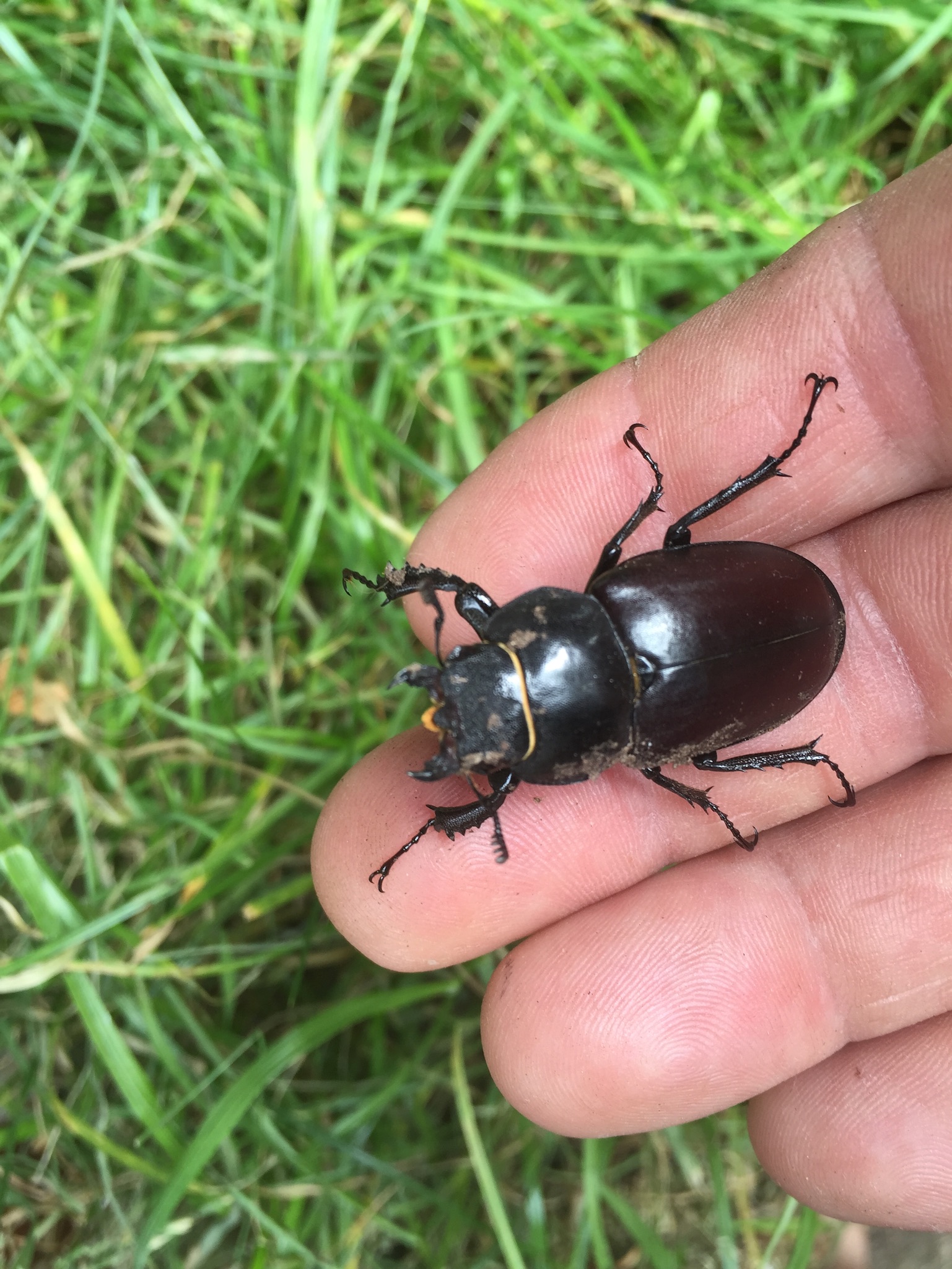 Female Stag Beetle from our Sanctuary at The Studio