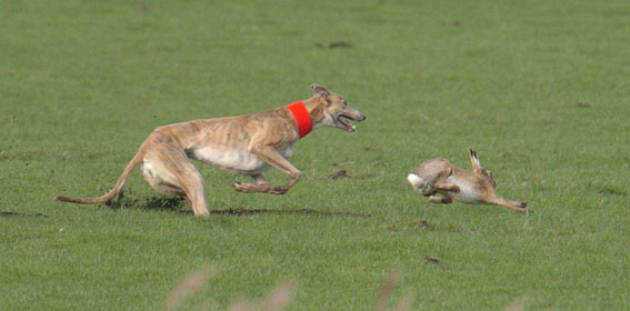 Greyhound chases hare at the last Waterloo Cup near Southport.